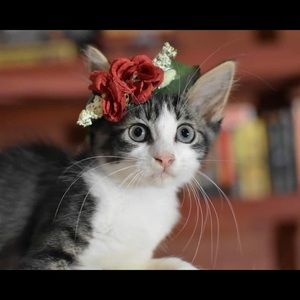 Meet your Posher, Meghan